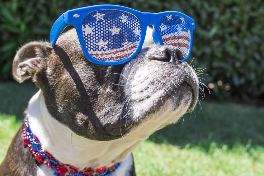 4th of July Pet Safety