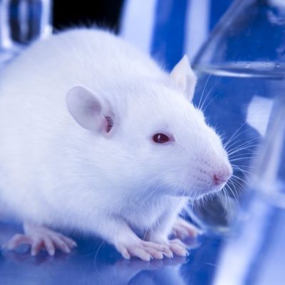 animal testing ban