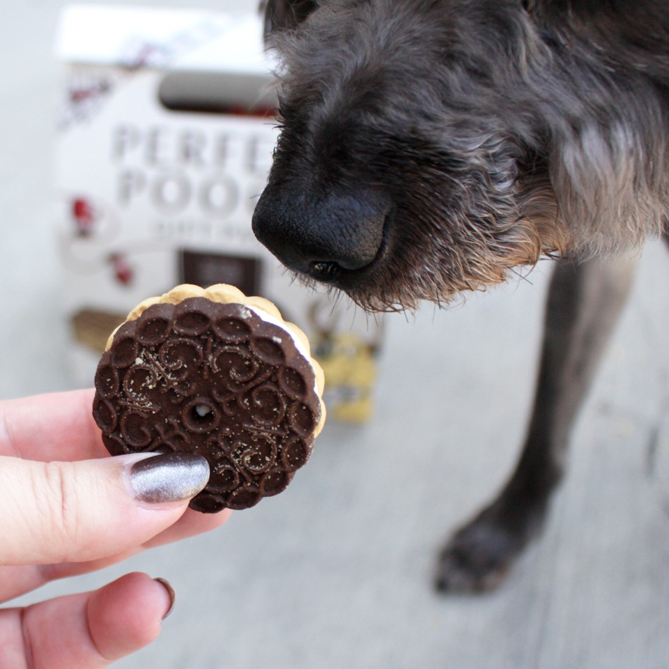 Dog Lovers Holiday Gift Guide - Perfect-Pooch-Gift-Pack