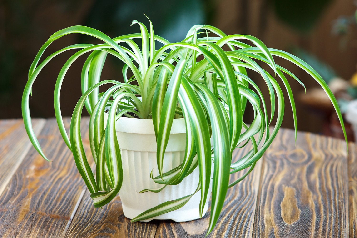 Plants safe for pets cats and dogs - spider plant